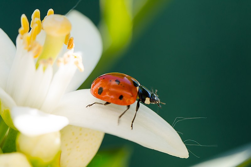 File:Coccinellidae (49930191426).jpg