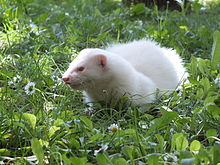 white ferret