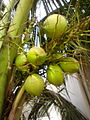 Coconut Tree With Coconuts.jpg