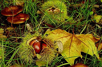 Cogumelos e castañas.jpg