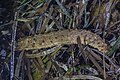 * Nomination: Tubular sea cucumber (Holothuria tubulosa), Cabo de Palos, Spain --Poco a poco 07:31, 30 May 2023 (UTC) * * Review needed