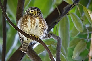 <span class="mw-page-title-main">Collared owlet</span> Species of owl