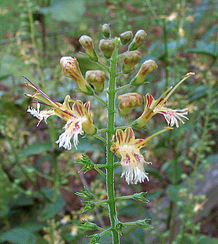 Collinsonia root