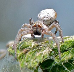 Colonial Spiders (Stegodyphus dumicola) (6607373097), crop1.jpg