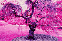 An example of color infrared Color infrared SFOSEAYYZ-tree.jpg