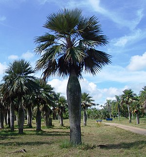 Colpothrinax wrightii