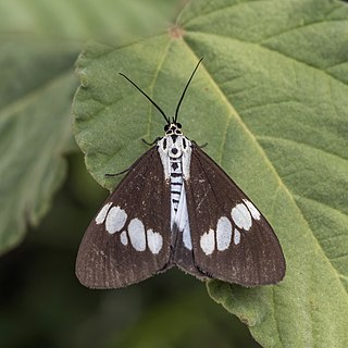 <i>Nyctemera lacticinia</i> Species of moth