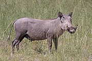 Common warthog (Phacochoerus africanus sundevallii) female.jpg