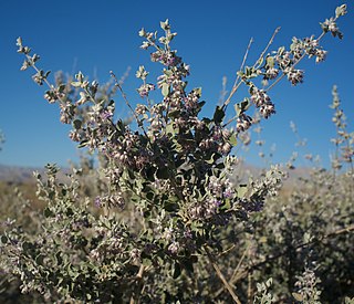 <i>Condea</i> Genus of flowering plants