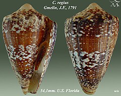 Description de l'image Conus regius 1.jpg.