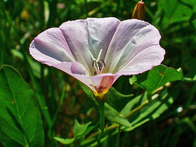 File:Convolvulus arvensis 003.JPG