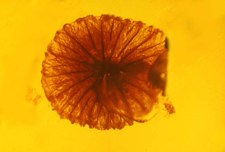 <i>Coprinites</i> Extinct genus of fungi