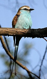 Thumbnail for Racket-tailed roller