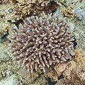 * Nomination Coral (Acropora hemprichii), Ras Katy, Sharm el-Sheij, Egypt --Poco a poco 17:27, 15 April 2022 (UTC) * Promotion  Support Good quality. --Steindy 21:56, 15 April 2022 (UTC)