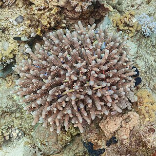 <i>Acropora hemprichii</i> Species of coral