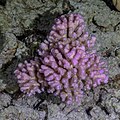 * Nomination Coral (Pocillopora verrucosa), Red Sea, Egypt --Poco a poco 05:03, 1 September 2023 (UTC) * Promotion  Support Good quality. --FlocciNivis 16:34, 6 September 2023 (UTC)