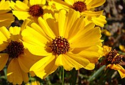 Coreopsis tinctoria, or golden tickseed