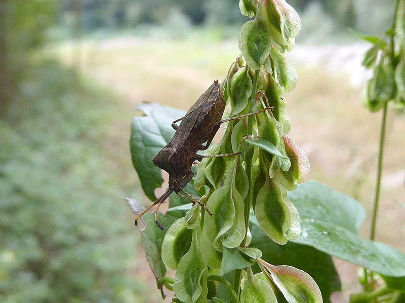 File:Coreus marginatus on Fallopia dumetorum.jpg