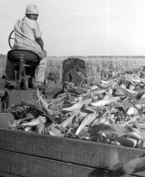 File:Corn harvest - Pahokee, Florida.jpg