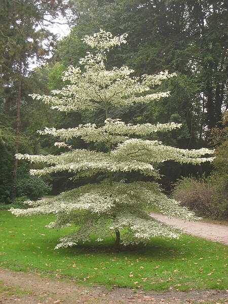 File:Cornus controversa 'variegata' - NBGB - IMG 4246.JPG