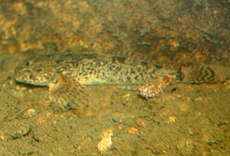 Cottus beldingii IMG 5988.jpg