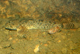 Cottus beldingii