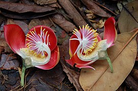 Couroupita guianensis, fleur en coupe
