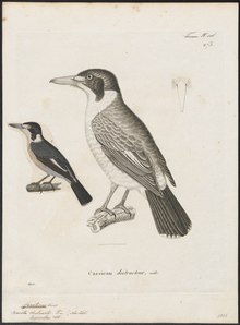 Cracticus torquatus - 1700-1880 - Print - Iconographia Zoologica - Special Collections University of Amsterdam - UBA01 IZ16600313.tif