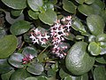 Crassula multicava subsp. multicava 2017-05-31 2146 05.jpg