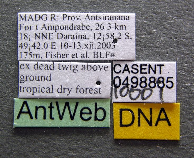 File:Crematogaster adrepens casent0498885 label 1.jpg