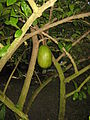 Français : Crescentia cujete au Jardin d'Éden de Saint-Paul, sur l'île de La Réunion.