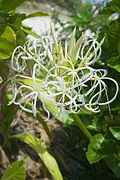 Crinum asiaticum