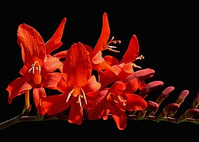 Crocosmia 'Lucifer'