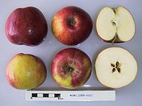 Cross section of Mimi, National Fruit Collection (acc. 1955-012) .jpg