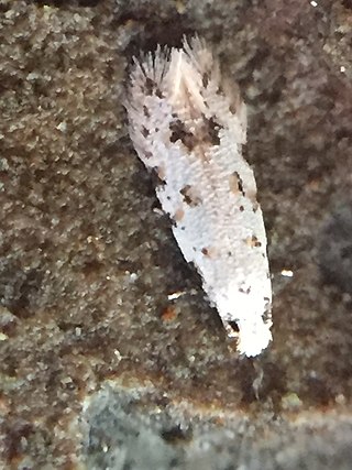 <i>Crypsitricha stereota</i> Species of moth