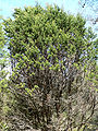 Cupressus forbesii (Tecate Cypress)