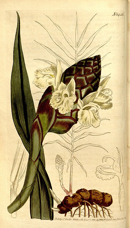 Tập_tin:Curtis's_botanical_magazine_(Plate_1426)_(8246919493).jpg