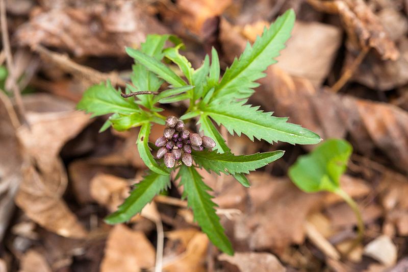 File:Cutleaf toothwort (25077272455).jpg