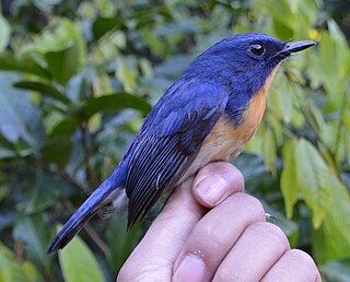 <span class="mw-page-title-main">Meratus blue flycatcher</span> Species of bird