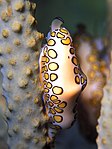 Cyphoma gibbosum.