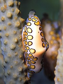 Cyphoma gibbosum (hidup).jpg