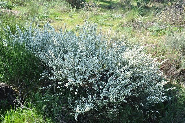 Cytisus multiflorus — Wikipédia