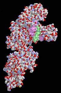 DNA Polymerase I (PDB) DNAPolymeraseI.jpg