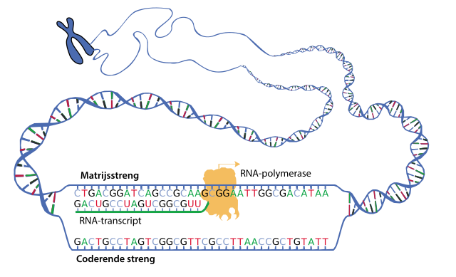 Schematische voorstelling van de transcriptie. Het enzym RNA-polymerase schuift langs de matrijsstreng. Deze dient als een sjabloon voor de polymerisatie van een complementair RNA-transcript.