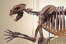 Skeletal reconstruction of Arctodus simus at the Royal Ontario Museum, Toronto. DSC09100 - Extinct Bear (37221999825).jpg