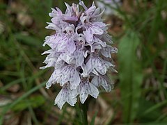 Orchis de Fuchs