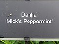 Dahlia 'Mick's Peppermint' 2.jpg