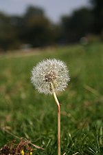 Thumbnail for File:Dandelion clock 2.jpg