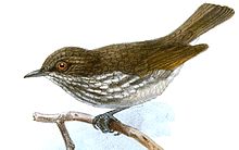 Dasycrotapha pygmaea Keulemans.jpg