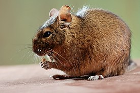 Дегу (Octodon degus)